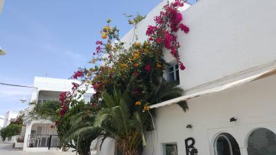 Blumen in Agua Amarga Blumen in Agua Amarga